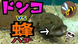 【ドンコ七番勝負】一回戦ドンコVSミツバチ