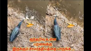 இரையை பிடிக்க🐟  புத்திசாலித்தனமாக செயல்பட்ட கொக்கு🦩| @DeafVlogger