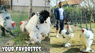 Brahma Chicken breed | brahma chicken | Brahma rooster