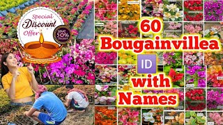 Wholesale \u0026 Retail Bougainvillea plant nursery Muchisha | 60 Beautiful Paper Flower Names or 🆔 s