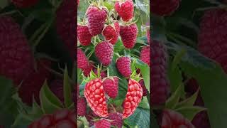 raspberry tree|#shorts #shortsfeed #raspberry #fruits