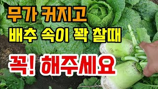 김장무가 커지고 배추속이 꽉 찰때 이건 꼭 해주세요 안하면 배추속에 벌레가 가득하고 꿀통배추되요 정말 후회해요!!