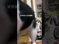 【頼むから静かにしてくれ】ハチワレ🚃 スコティッシュフォールド子猫🚅 short