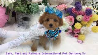 teacup poodle teddy bear 茶杯貴賓犬泰迪熊 713