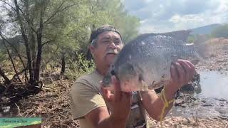 Miren la pesca que hicimos en este río. Tilapias muy grandes