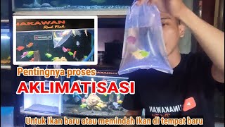 Cara memasukkan ikan baru ke akuarium dengan cara AKLIMATISASI , Ikan Glofish