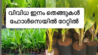 വിവിധ ഇനം തെങ്ങുകൾ ഹോൾസെയിൽ റേറ്റിൽ #agriculturefarming