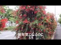 ブラシの木 金宝樹 　callistemon 　 melaleuca