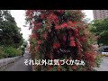 ブラシの木 金宝樹 　callistemon 　 melaleuca