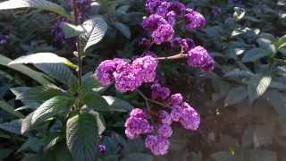 Heliotropium arborescens - Lord Roberts - cherry pie - Garden Heliotrope HD 01