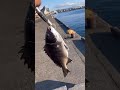 チヌフカセ釣り穂先アタリ 釣り チヌ釣り fishing ウキ釣り