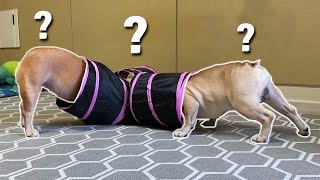 My French Bulldogs React To Cat Toys | FUNNY DOG REACTION 😂