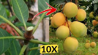 Secret Tips And Tricks Of Plant Pruning (IN HINDI) Get Lots Of Fruits | How To Prune A Mango Plant