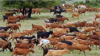 ΚΟΠΑΔΙ με ΚΑΤΣΙΚΕΣ  - Herd of Goats