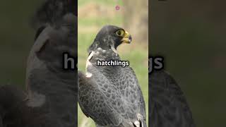 Mind Blowing Facts About Peregrine Falcon! 🦅🦅 #falcon #birds #animals #facts #shorts #animallover