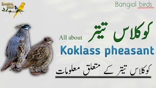 Interesting Facts About Koklass Pheasant In Urdu | Hindi | Pheasants of Pakistan | کوکلاس تیتر