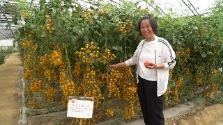 Can you sell hundreds of thousands of tomatoes in an acre of land? Have you seen it?