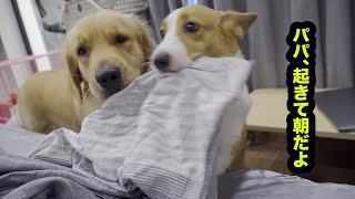 朝、順番に飼い主を起こしにくる犬と猫たちが可愛すぎた！