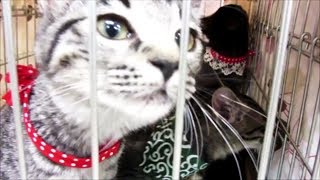 子猫里親　「猫の譲渡会」なつこい子猫隅っこにいる子猫