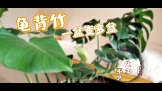 Monstera Propagation 龟背竹一盆变多盆【花房姑娘#5】