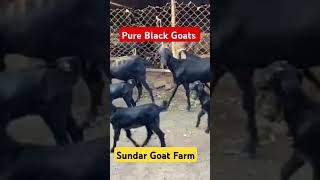 Osmanabathi Black Goat next Stock only for breeding purposes. Please order 6383919869