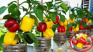 GROW Delicious Bell Peppers On Your Balcony NOW!