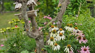 8月のポタジェガーデン/HOKKAIDO/Zone 5/エキナセア/Echinacea/Potager Garden