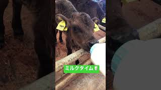 可愛い赤ちゃん牛の、ミルクタイム🐃　癒される〜😌