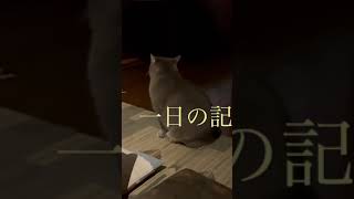 2025.1.6(月)《一日の記録》一日中雨の日は散歩に出ないで家で過ごした猫…【さっちゃんとおばあちゃんの散歩】…  #cat #風の猫 #保護猫 #さっちゃん #古民家での暮らし