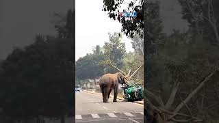 গুৱাহাটীৰ নাৰেংগী সেনা ছাউনিত বনৰীয়া হাতীৰ ৰুদ্ৰমূৰ্তী। বগৰাই দিলে এখন অট' ভেন