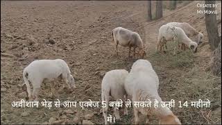 अविशान भेड़ avishan sheep अविशान नस्ल के मेंढ़ा से हो सकता हैं नस्ल सुधार 2022 , सुशील टाडा