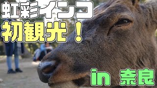 【東大寺】虹彩インコで初観光！【奈良遠征】