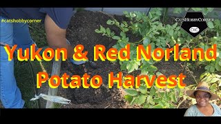 SUCCESSFUL Potato harvest  - Yukon Gold & Red Norlands - #catshobbycorner