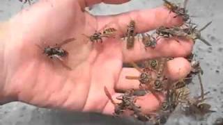 Paper Wasps