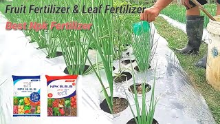 Best Types of Fertilizer Npk 16 16 And 15 15 For Beginners Part 07