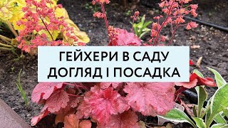 Гейхери в саду.  Догляд і посадка.