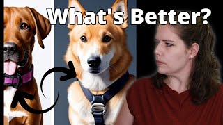 The Truth About Flat Collars Vs Harnesses | A Veterinarian Explains