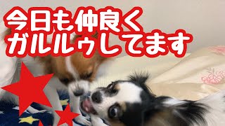 【パピヨン🐶ベルトマトちゃん】じゃれ合う先住犬と2代目犬！毎日こんな感じです。日常。