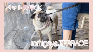 ペット同伴OK！tomigaya TERRACE♩　パグのおまめの毎日　Its OMAME The Pug