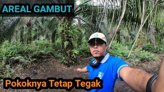 POKOK SAWIT TEGAK  DI AREAL GAMBUT