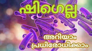 ഷിഗെല്ല | അറിയാം, അകറ്റാം,പ്രതിരോതിക്കാം | രോഗ ലക്ഷണങ്ങൾ | Shigella | Shigella Symptoms.