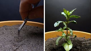 Growing CINNAMON BASIL Time Lapse - Seed to Flower in 69 Days