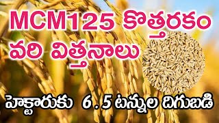 MCM125 కొత్తరకం వరి విత్తనాలు MCM125 is a new type of rice seed హెక్టారుకు 6.5 టన్నుల దిగుబడి