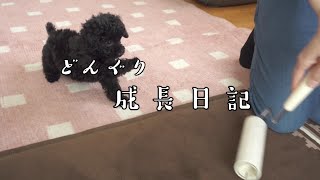 【成長日記♯6】戦うどんぐり君【黒トイプードル】