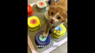 八条天天按按钮，把吵吵都看会了~#猫咪小院 #八条