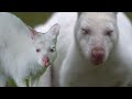 12 rare white animals jo aap ko hairaan kar denge amazing albino creatures