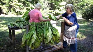 Stringing (Looping) Bright Leaf Tobacco