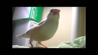 20220521、ひよこちゃん！ぴよっ！！、ひよこ、クリーム文鳥、ちっち（彼女）、文鳥のヒナ、もも、文鳥、Java Sparrow、もっち、ここ,くりたん、ちむちむ、お風呂、寝酒のお供に