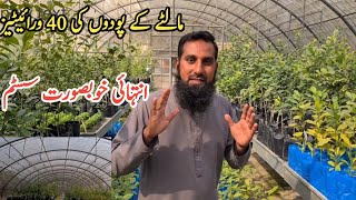 My visit to Govt. Citrus research institute (CRI) |Citrus plants screen house in Sargodha |IR FARMS