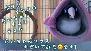 ボタンインコのたいちゃん！たいちゃんハウスのぞいてみた😊その1